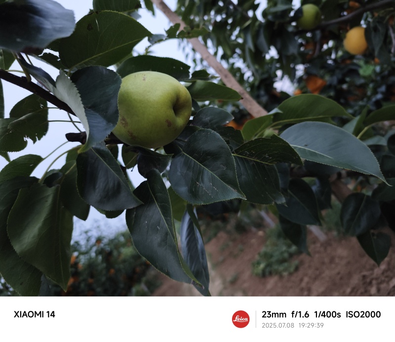 河南酥脆一号