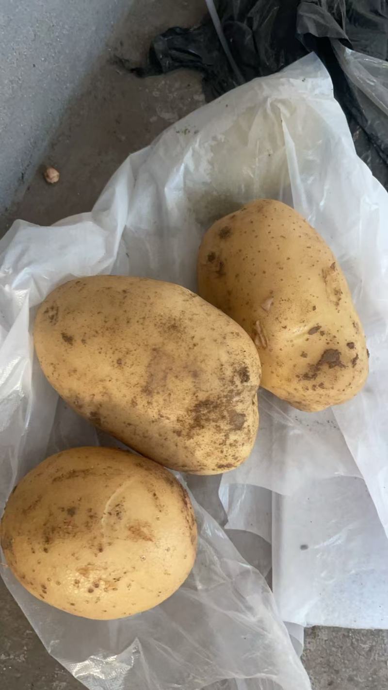 黄心土豆🥔