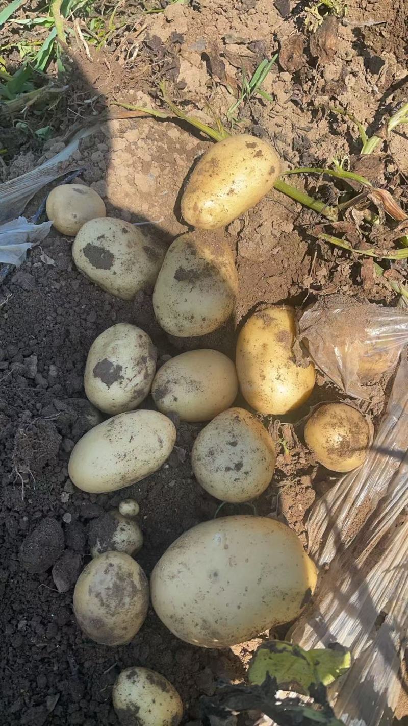 黄心土豆🥔