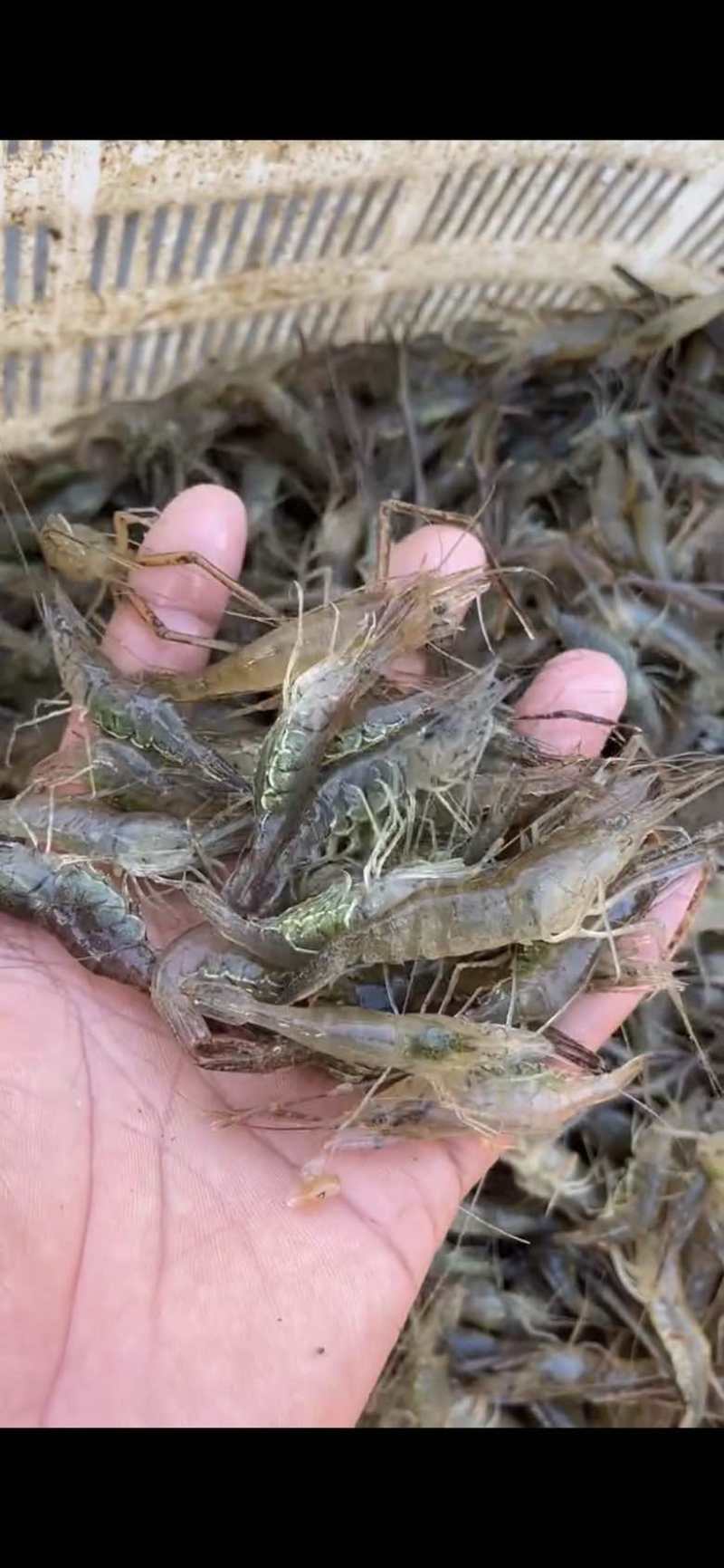 河虾