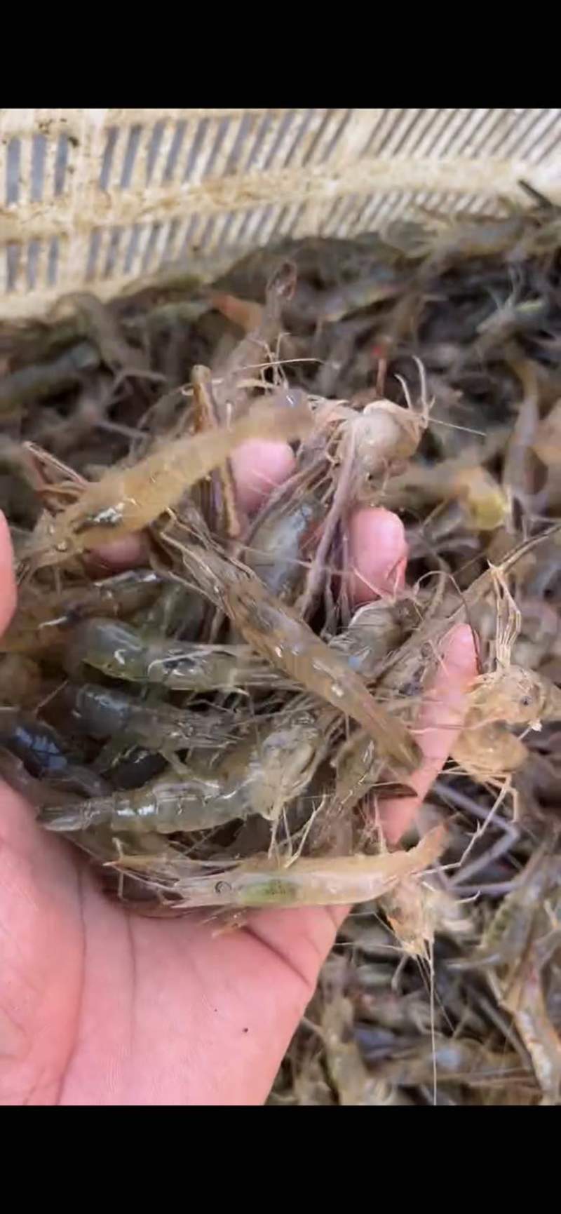 河虾