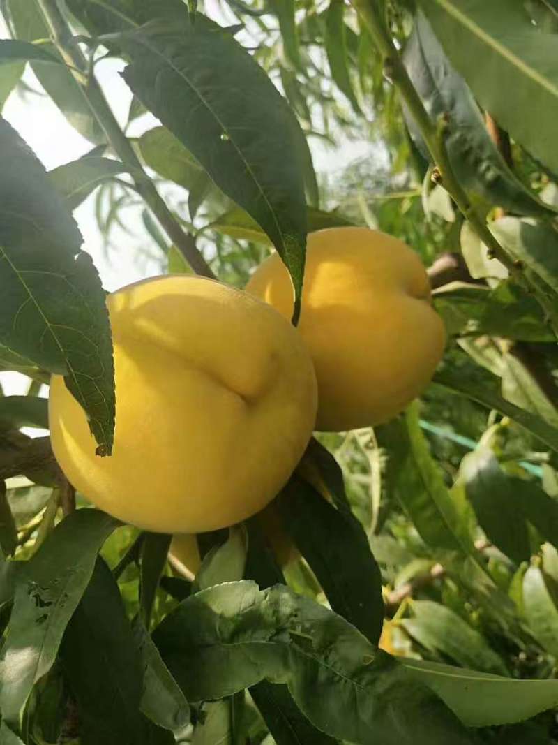 黄桃