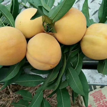 黄桃