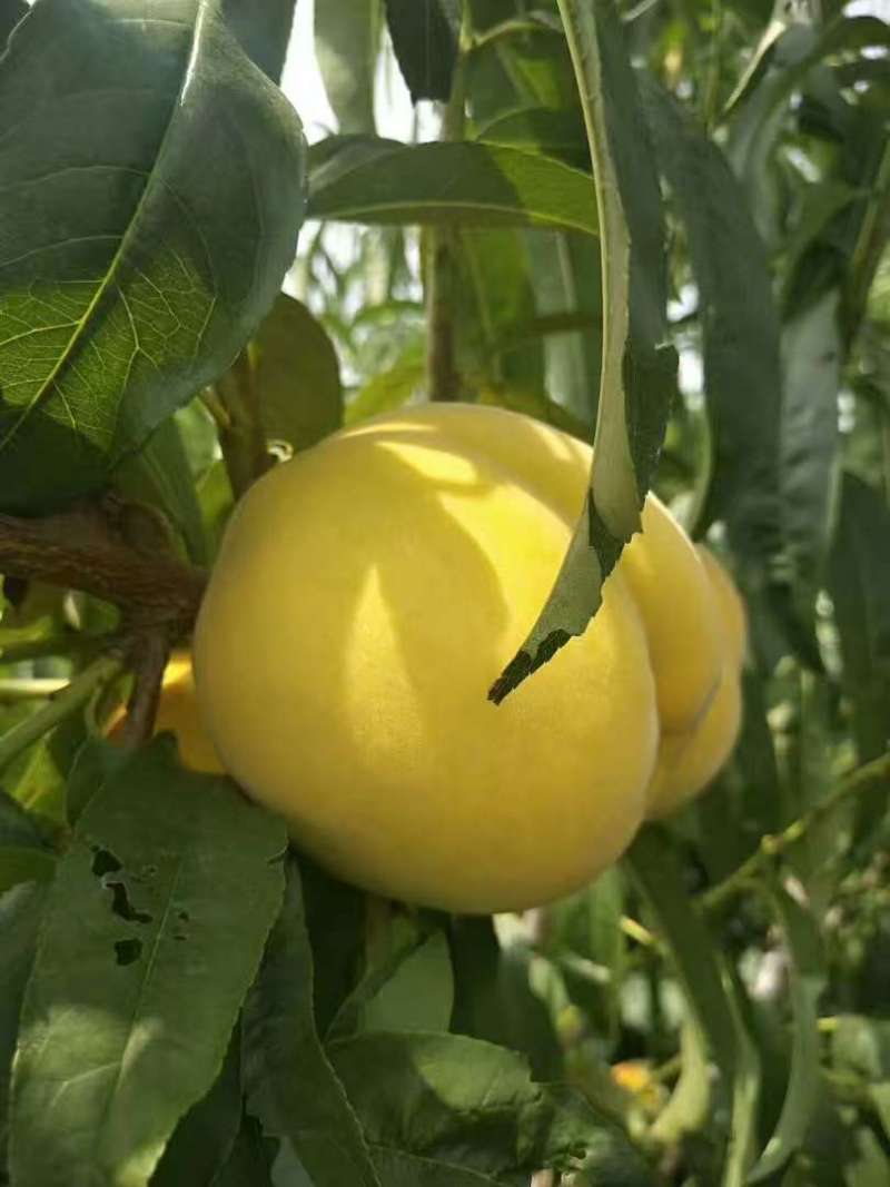 黄桃