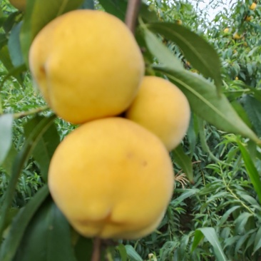 黄桃