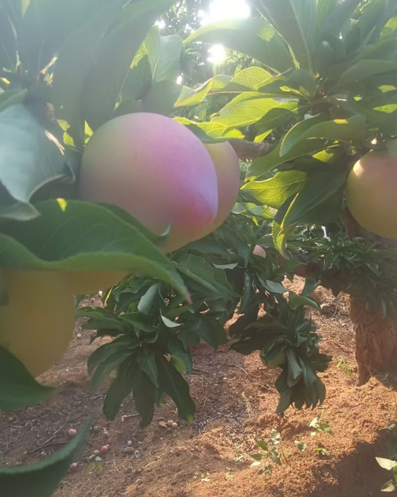 绥中盖县李子开始下树