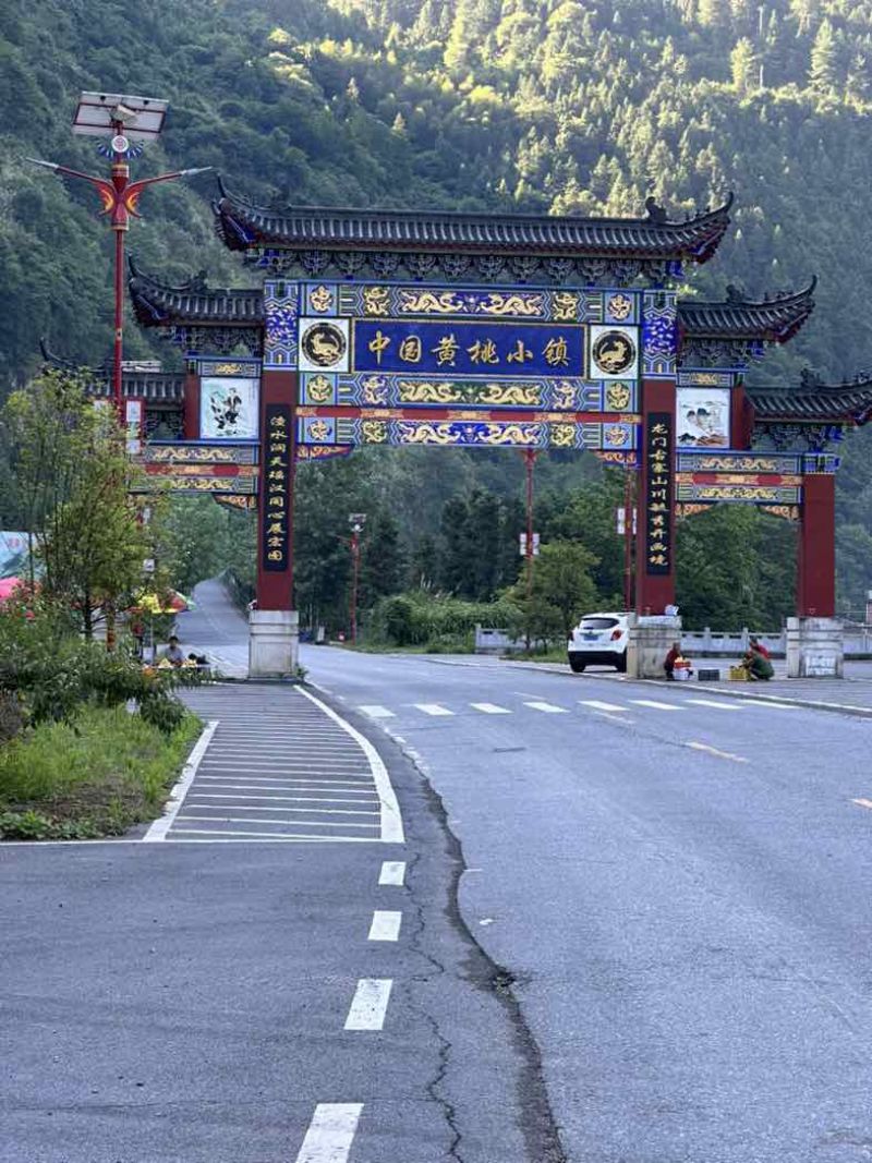 炎陵原产地高山黄桃