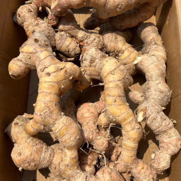 老家信宜市北界的山姜出售，有几百斤，有老板要的可以联系