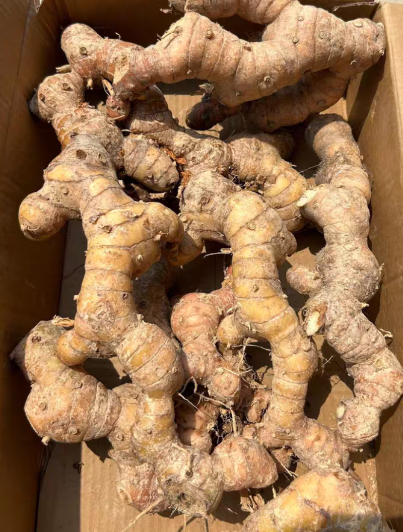 老家信宜市北界的山姜出售，有几百斤，有老板要的可以联系