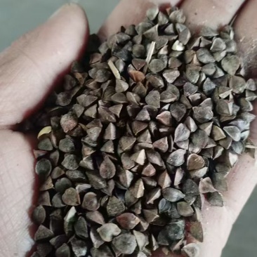 荞麦