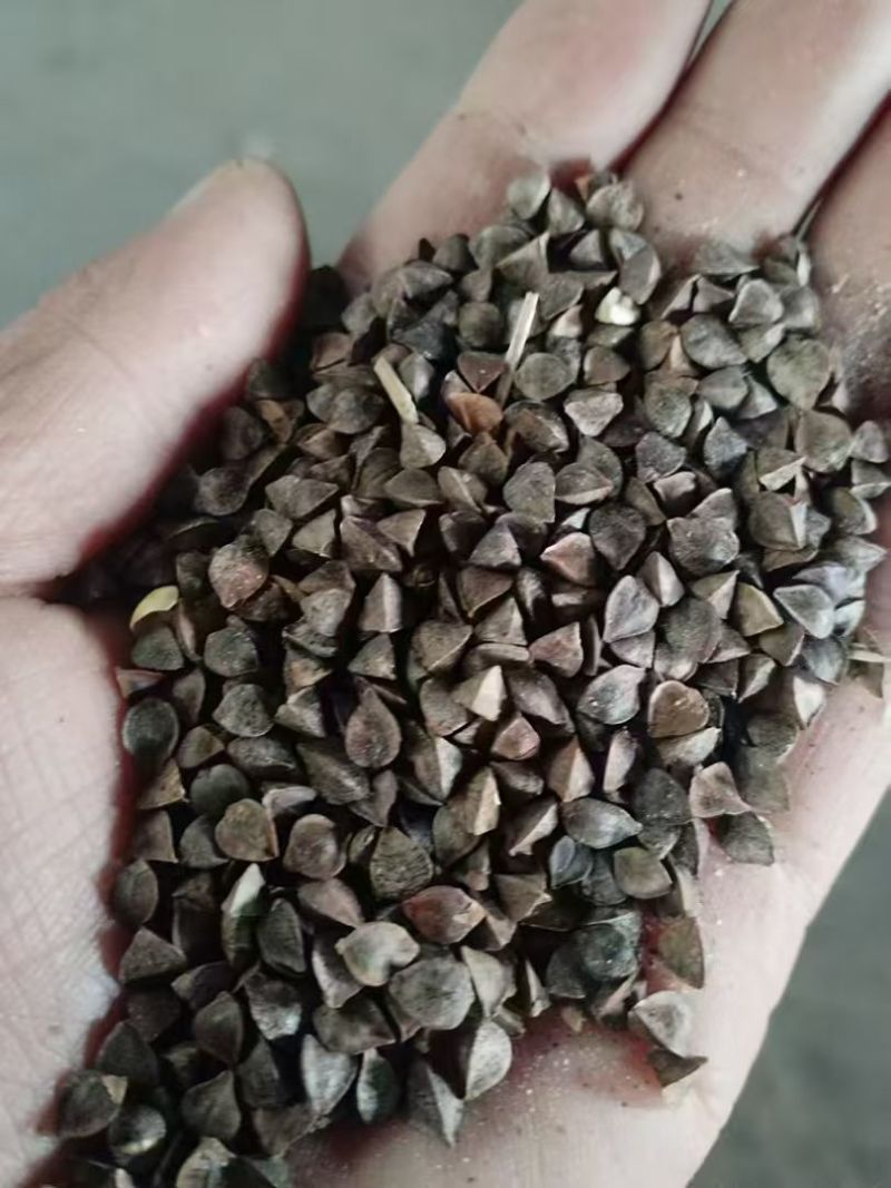 荞麦