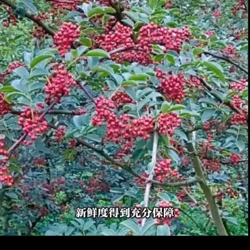 曲靖花椒