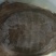 1只野生甲鱼，5斤多重