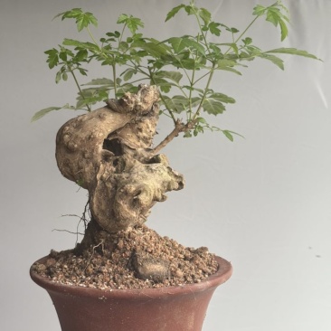 黄荆盆景