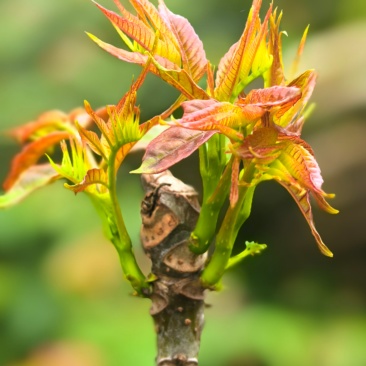 四季红油香椿芽