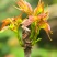四季红油香椿芽