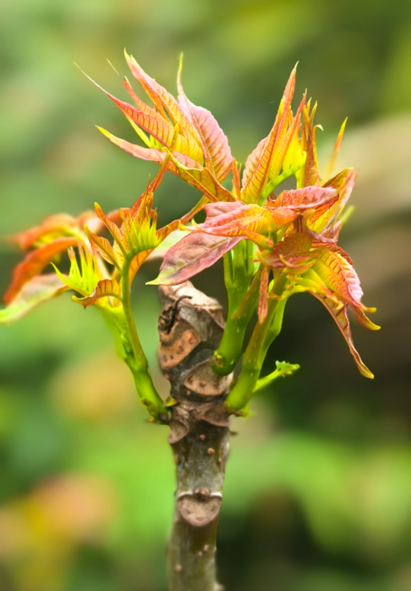 四季红油香椿芽