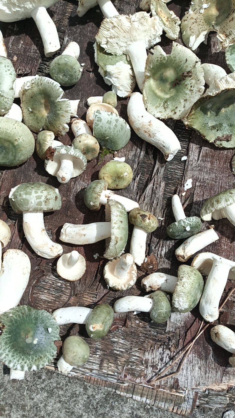 贵州野生菌