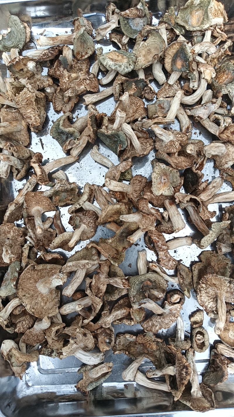 贵州野生菌