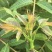 四季红油香椿芽