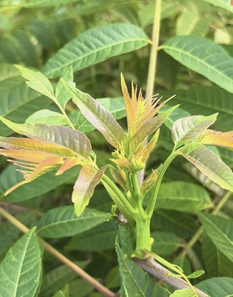 四季红油香椿芽