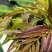四季红油香椿芽