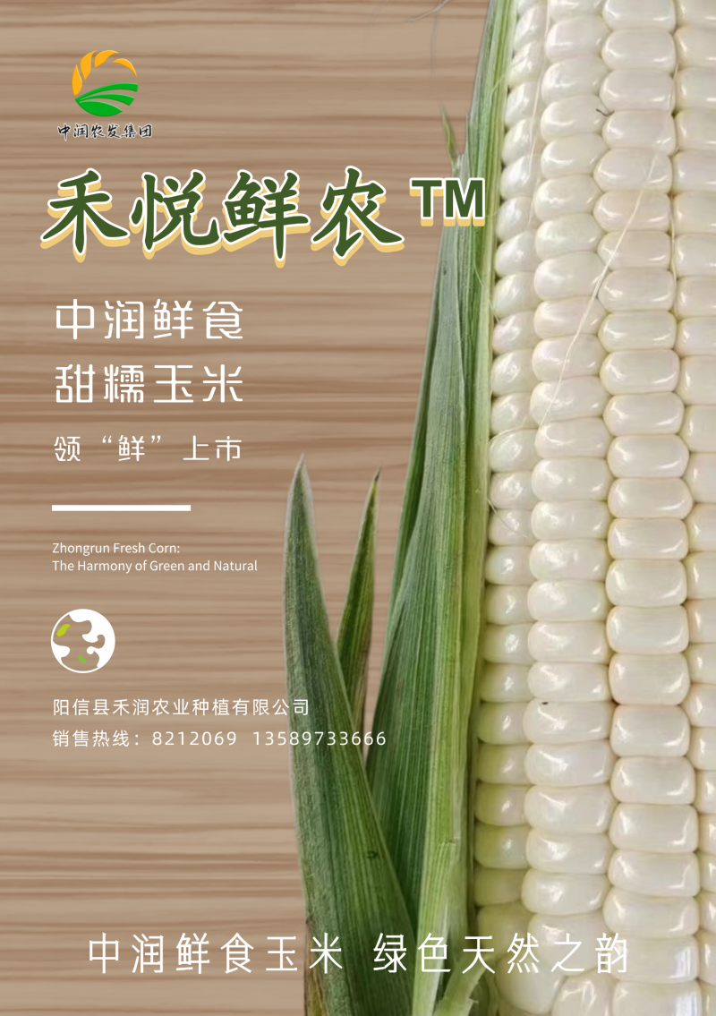 美玉27加甜糯玉米鲜穗