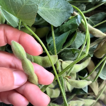 翠绿宝毛豆花生