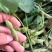 翠绿宝毛豆花生