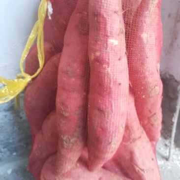 西瓜红红薯