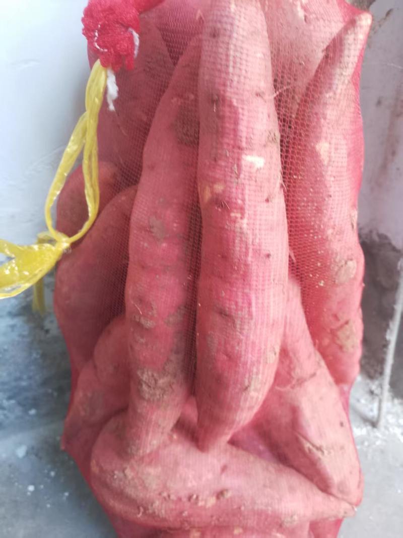 西瓜红红薯