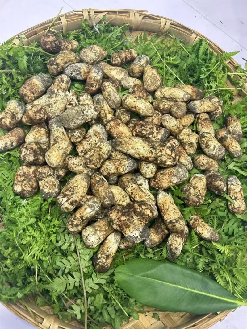 新鲜松茸