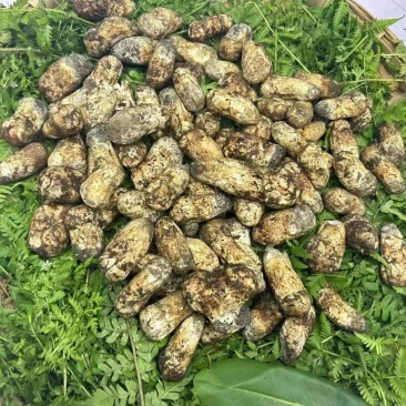 新鲜松茸