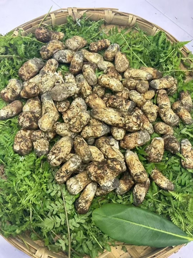 新鲜松茸