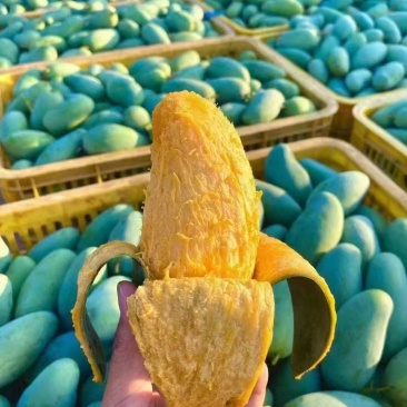 田东桂七芒果