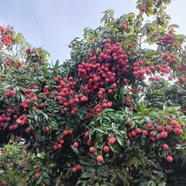 广东省广州市从化区红花荔枝