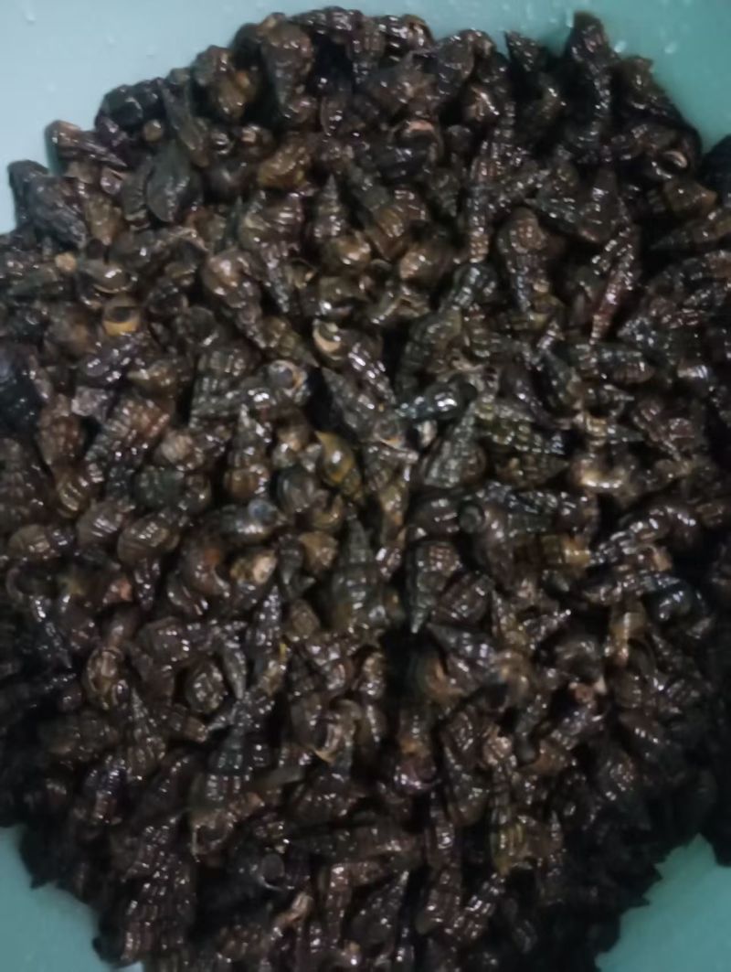 溪流山坑螺