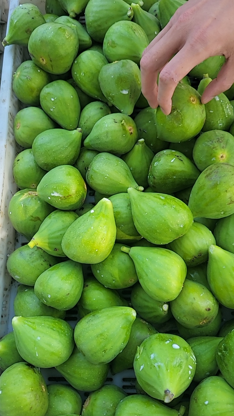 威海青皮无花果【电商一件代发拼多多抖音社区团购淘宝快手】