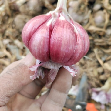 各种，大蒜