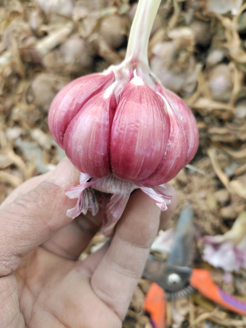 各种，大蒜