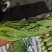 云南油麦菜条子好50公分左右