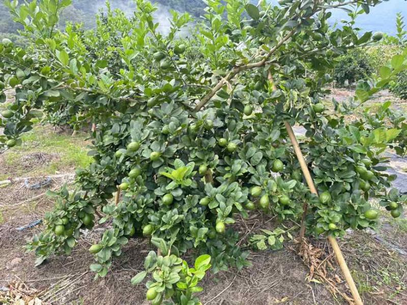 香水柠檬
