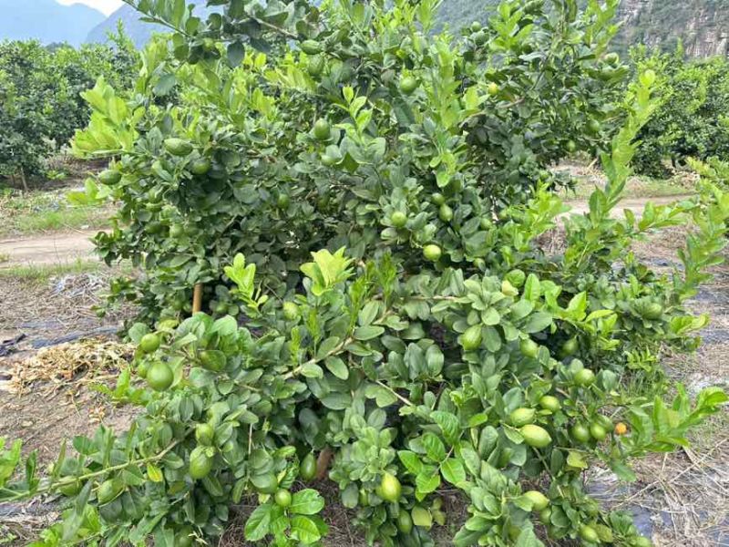 香水柠檬
