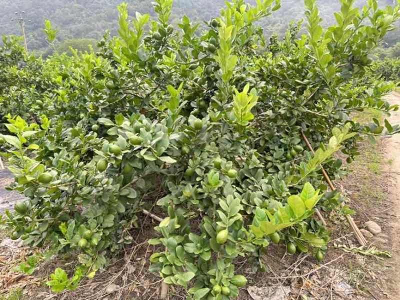 香水柠檬