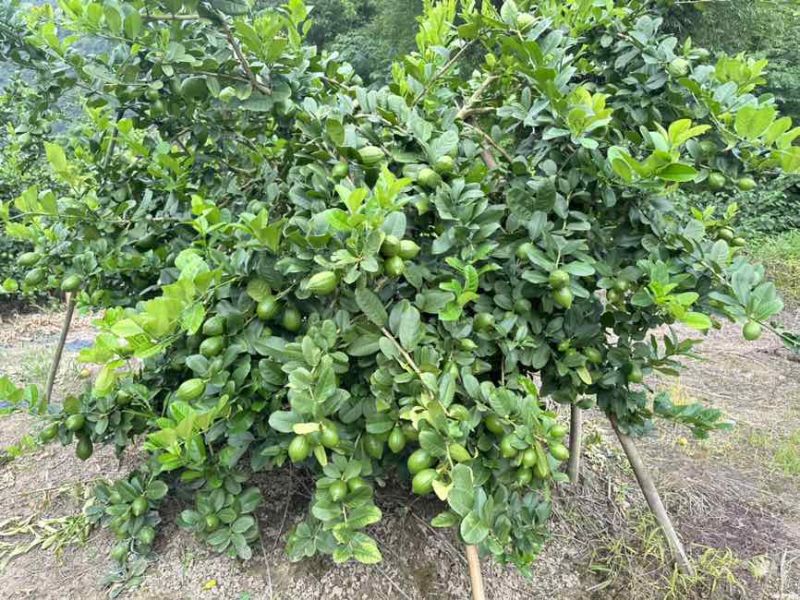 香水柠檬