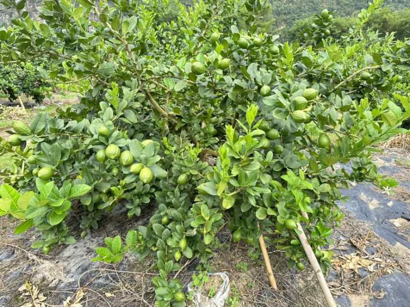 香水柠檬