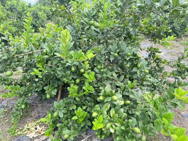 香水柠檬