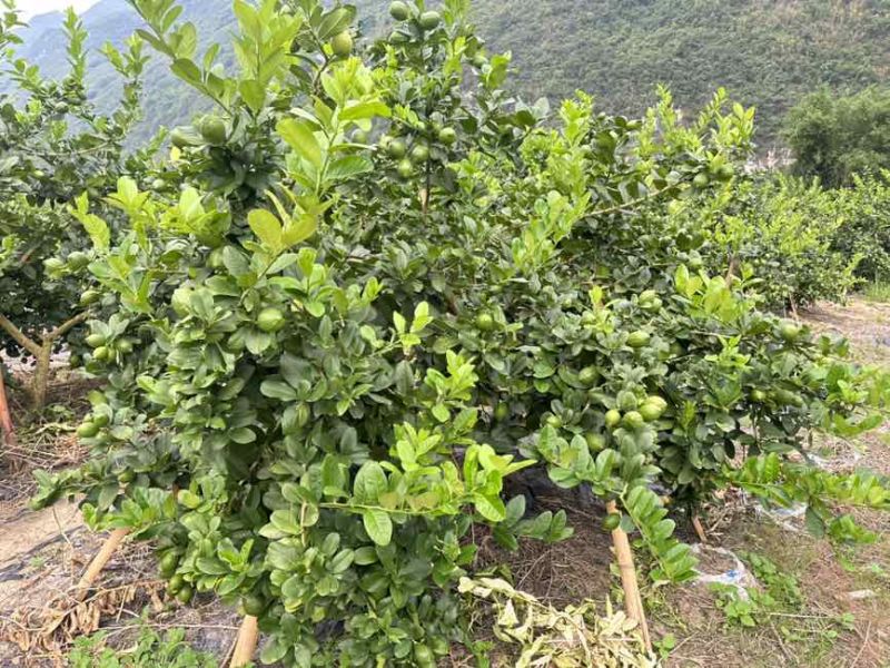 香水柠檬