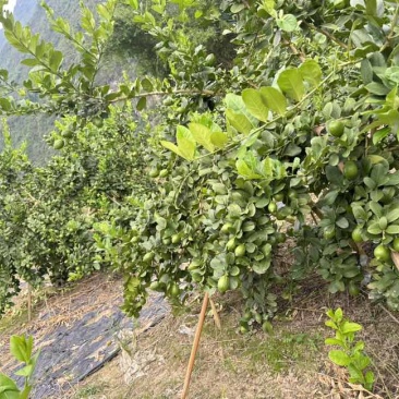 香水柠檬
