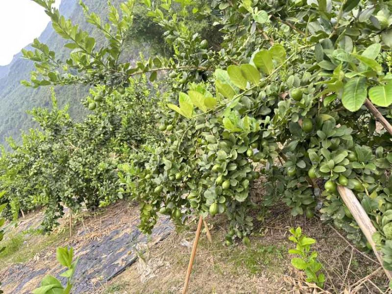 香水柠檬